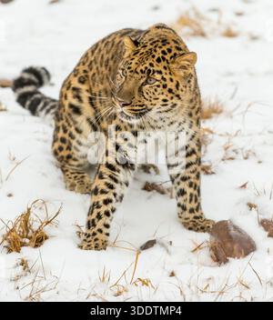Un leopardo Amur si muove silenziosamente attraverso una foresta innevata, un cappotto dorato addossato contro le derive bianche, occhi affilati che scansionano le prede mentre insegue con la pazienza Foto Stock