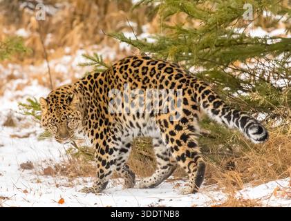 4 dicembre 2015, Kalispell, Mt, Stati Uniti: Un leopardo Amur si muove silenziosamente attraverso una foresta innevata, un cappotto dorato addossato contro le derive bianche, occhi affilati che scansionano le prede con pazienza, potenza e grazia del freddo. (Credit Image: © Walter G. Arce Sr./ASP via ZUMA Press Wire) SOLO PER USO EDITORIALE! Non per USO commerciale! Foto Stock