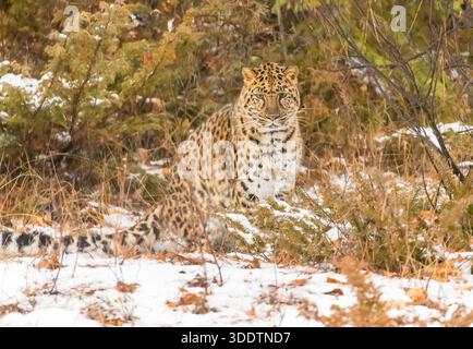4 dicembre 2015, Kalispell, Mt, Stati Uniti: Un leopardo Amur si muove silenziosamente attraverso una foresta innevata, un cappotto dorato addossato contro le derive bianche, occhi affilati che scansionano le prede con pazienza, potenza e grazia del freddo. (Credit Image: © Walter G. Arce Sr./ASP via ZUMA Press Wire) SOLO PER USO EDITORIALE! Non per USO commerciale! Foto Stock
