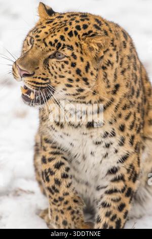 4 dicembre 2015, Kalispell, Mt, Stati Uniti: Un leopardo Amur si muove silenziosamente attraverso una foresta innevata, un cappotto dorato addossato contro le derive bianche, occhi affilati che scansionano le prede con pazienza, potenza e grazia del freddo. (Credit Image: © Walter G. Arce Sr./ASP via ZUMA Press Wire) SOLO PER USO EDITORIALE! Non per USO commerciale! Foto Stock