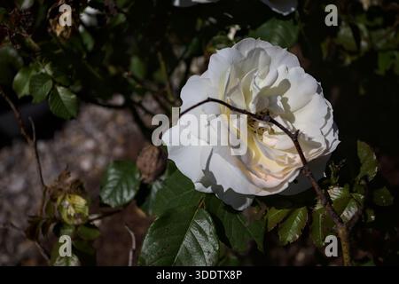 Rose inglesi bianche illuminate dal sole in un cespuglio visto da vicino Foto Stock