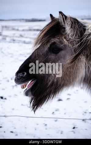 Ritratto del cavallo islandese con scena di neve sullo sfondo. Foto Stock