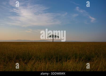 Un albero di acacia solitario nell'ambiente aspro della savana della riserva nazionale di Masai Mara, Kenya, Africa durante il pomeriggio con nuvole di cumulus nel cielo Foto Stock