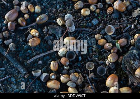 Ghiande sul terreno sotto un albero di quercia, Inghilterra, Regno Unito Foto Stock