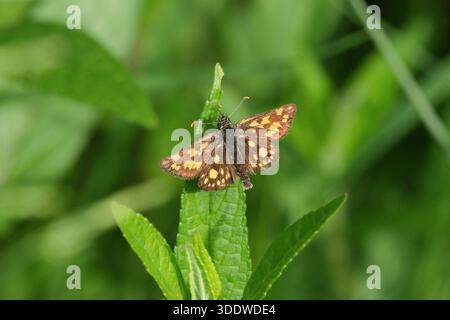 Una farfalla skipper a scacchi che poggia sulla punta di una foglia verde circondata da vegetazione lussureggiante in un ambiente naturale Foto Stock