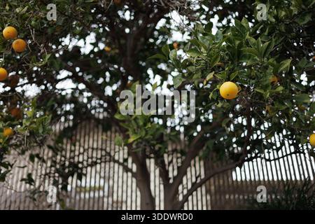 Arance fresche che maturano su un albero di agrumi in un cortile residenziale a Oceanside, California. Foto Stock