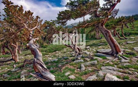 Pinus aristata, il pino Bristlecone delle Montagne Rocciose, è una specie di pino originaria degli Stati Uniti. Questa tribuna si trova nel Parco Nazionale delle Montagne Rocciose Foto Stock
