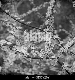 Regione di Donetsk, Ucraina, URSS, 1960 Una fotografia d'archivio artistica in bianco e nero che cattura l'abbondante fioritura di un albero da frutto selvatico, probabile spina nera o ciliegio. L'immagine è piena di piccoli fiori bianchi su rami scuri, creando un fitto motivo floreale. La messa a fuoco selettiva evidenzia i delicati petali su uno sfondo sfocato. Questa foto quadrata di formato medio trasmette la sensazione del risveglio della natura. La scena riflette la bellezza del paesaggio naturale e l'atmosfera tranquilla del Donbass a metà del XX secolo. Foto Stock