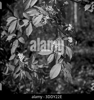 Regione di Donetsk, Ucraina, URSS, 1960 Una fotografia d'archivio artistica in bianco e nero che cattura un primo piano di rami di ciliegio in fiore. L'immagine presenta ammassi di piccoli fiori bianchi e foglie testurizzate su uno sfondo boschivo scuro sfocato. La composizione crea una cornice naturale, mettendo in risalto la delicata flora. Questa foto quadrata di formato medio trasmette l'atmosfera fragrante della tarda primavera. La tranquilla scena riflette la bellezza della natura e la tranquilla vita quotidiana della regione del Donbass durante la metà del XX secolo. Foto Stock
