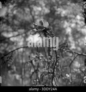 Regione di Donetsk, Ucraina, URSS, 1960 Una fotografia artistica in bianco e nero di archivio che cattura un primo piano di un pioppo o di un ramo di pioppo con lunghi gattini appesi e giovani foglie traslucide. La flora dettagliata è messa a fuoco su uno sfondo bokeh molto sfocato. Questa foto quadrata di formato medio trasmette la fresca atmosfera del risveglio primaverile e la fragilità di una nuova crescita. La tranquilla scena riflette la bellezza naturale e i momenti tranquilli della vita nel Donbass durante la metà del XX secolo. Foto Stock