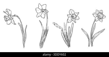 Fiori e foglie di Narciso, schizzi in bianco e nero. illustrazione vettoriale. Fiori del giardino primaverile isolati su sfondo bianco. Per Pasqua, compleanno o. Illustrazione Vettoriale