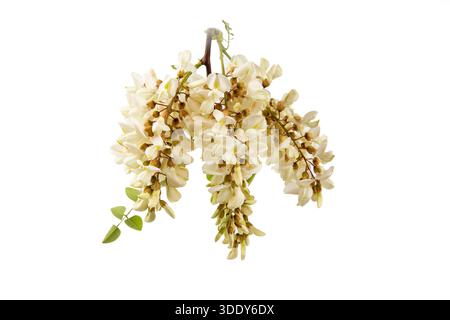 Acacia fiorita con foglie isolate su sfondo bianco, fiori di acacia, Robinia pseudoacacia, acacia bianca Foto Stock