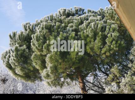 Bergamo, Italia. 4 gennaio 2026. Temperature artiche nel nord Italia, gelo e ghiaccio in questi primi giorni del 2026 nella Pianura Padana. Credito: Agenzia fotografica indipendente/Alamy Live News Foto Stock