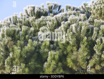 Bergamo, Italia. 4 gennaio 2026. Temperature artiche nel nord Italia, gelo e ghiaccio in questi primi giorni del 2026 nella Pianura Padana. Credito: Agenzia fotografica indipendente/Alamy Live News Foto Stock