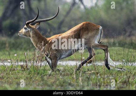 Red Lechwe, maschio, Amber River, Okavango delta, Botswana Foto Stock