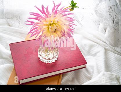 Un singolo cactus dahlia in un vaso seduto su una pila di libri su un davanzale con tende in pizzo. Foto Stock