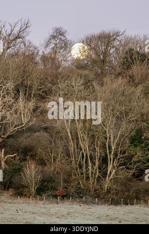 La luna piena di gennaio, conosciuta come Luna di lupo nell'emisfero settentrionale, perché segna il periodo dell'anno in cui si credeva che i lupi urlavano di più, si estende sulla Foresta di Friston, East Sussex, Regno Unito Foto Stock