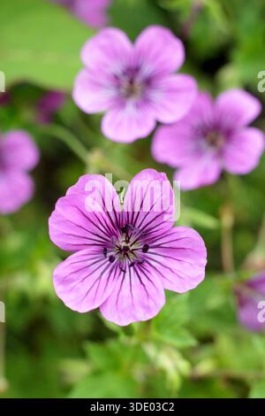 Gerani. Geranium Pink Penny, chiamato anche Cranesbill Pink Penny Foto Stock