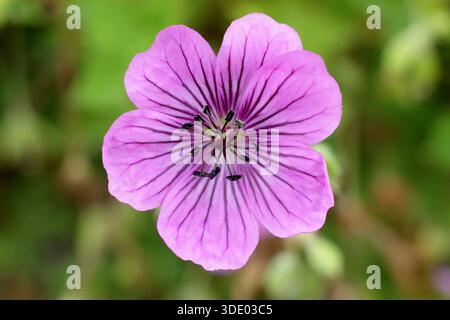Gerani. Geranium Pink Penny, chiamato anche Cranesbill Pink Penny Foto Stock