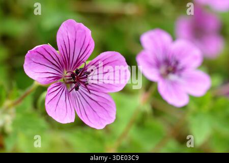 Gerani. Geranium Pink Penny, chiamato anche Cranesbill Pink Penny Foto Stock