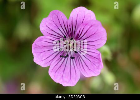 Gerani. Geranium Pink Penny, chiamato anche Cranesbill Pink Penny Foto Stock