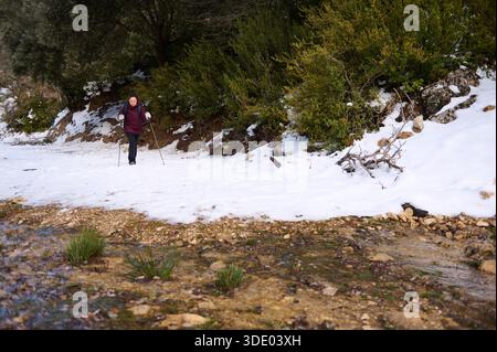 Una donna solitaria in giacca di Borgogna fa escursioni con pali da trekking lungo una sponda innevata accanto a un torrente roccioso in un paesaggio invernale boscoso. Foto Stock