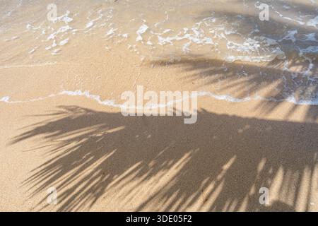 L'ombra di una palma si estende attraverso la sabbia dorata di Anaho Beach, Nuku Hiva, Polinesia francese, creando un'atmosfera tropicale e serena Foto Stock