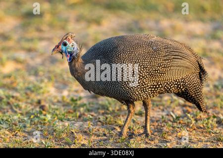 Faraone con casco in una splendida mattinata nel Parco Nazionale del Chobe, Botswana Foto Stock