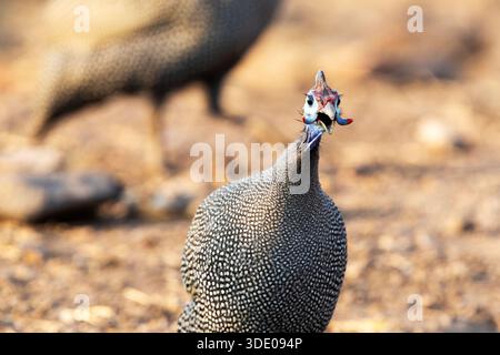 Primo piano di una faraona con casco in una splendida mattinata nel Parco Nazionale del Chobe, in Botswana Foto Stock