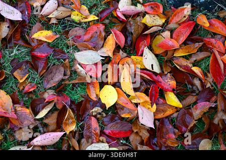 Foglie autunnali marroni, verdi, gialle, arancioni e rosse sullo sfondo dei pavimenti della foresta, Kyoto, Giappone. Foto Stock