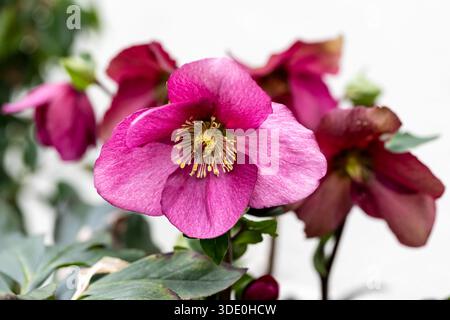 Helleborus x lemperii, Rosa di Natale, fiore di Leona Winter Ballet Foto Stock