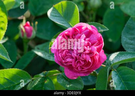 Rosa De Resht, rosa De Resht, magenta brillante/rosa, doppi fiori Foto Stock
