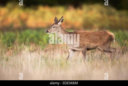 Primo piano di un vitello di cervo rosso che cammina nell'erba nel prato autunnale, Regno Unito Foto Stock