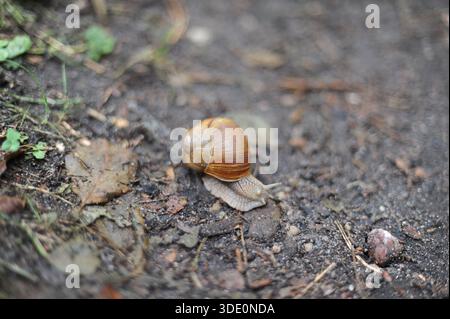 Lumaca (Helix pomatia, lumaca romana, lumaca di Borgogna, escargot) che strizza per terra nella foresta Foto Stock