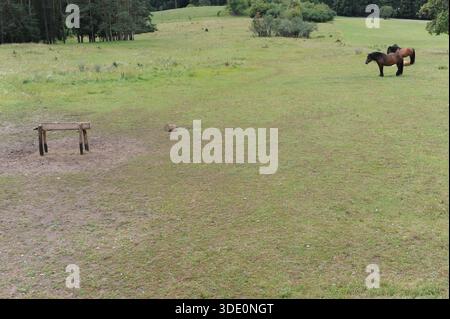 Cavalli che pascolano su un prato in campagna in mezzo a una foresta in estate Foto Stock