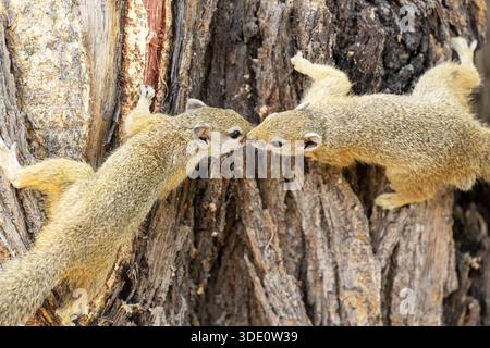 Due scoiattoli di bosco di Smith si annusare a vicenda durante una giornata calda nella riserva di Moremi, Botswana Foto Stock