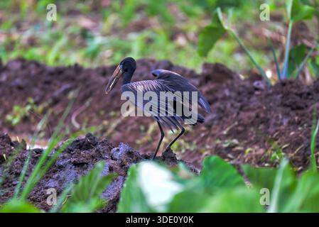 Openbill africano (Anastomus lamelligerus) a Kasangati Kampala Foto Stock