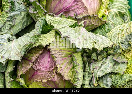 Primo piano dei cavoli del re di gennaio o della Savoia in mostra presso un mercato dei fruttivendolo che vende verdure fresche. Foto Stock