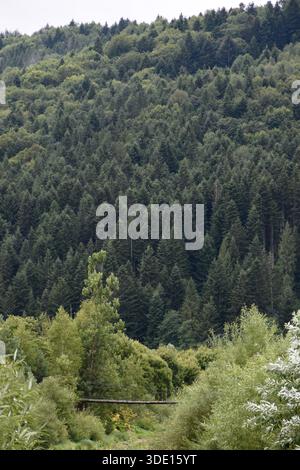 Ucraina, montagne dei Carpazi, alti pini nella foresta sempreverde. Piccolo ponte su un fiume tra alberi decidui. Foto Stock