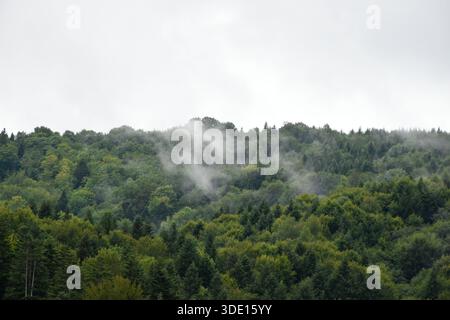 Ucraina, montagne dei Carpazi. Nebbia leggera sulle cime di pini nella foresta sempreverde. Giorno coperto. Paesaggio estivo e vista su boschi. Foto Stock