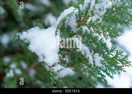 Foto dettagliata di un ramo di thuja sempreverde ricoperto di neve bianca. Foto Stock