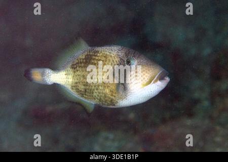 Il giovane Titan Triggerfish, Balistoides viridescens, il sito di immersione di Bianca, lo stretto di Lembeh, Sulawesi, Indonesia Foto Stock