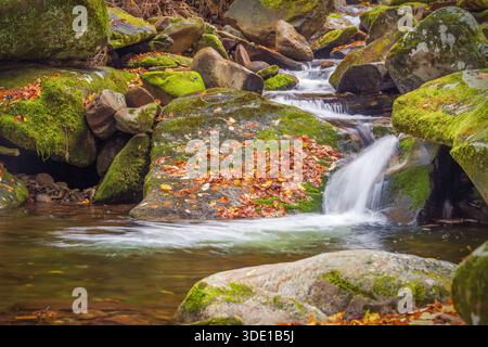 Il fogliame autunnale mette in evidenza un torrente con acqua che scorre in profondità nelle grandi Smoky Mountains, mostrando la natura selvaggia in azione mentre l'autunno inizia a passare a. Foto Stock