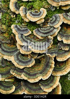 La Turchia fungo di coda Foto Stock