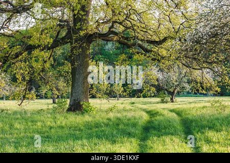 Possente quercia vecchia con foglie verdi fresche su lunghi rami nel frutteto primaverile. Paesaggio naturale rurale Foto Stock