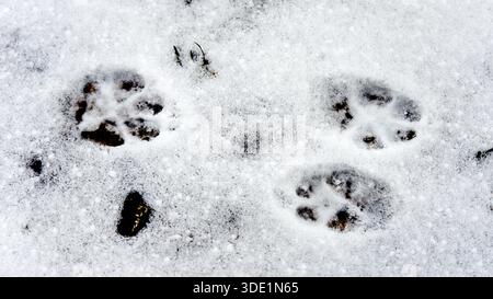 Le impronte della zampa di cane sulla neve creano motivi chiari che riflettono un'atmosfera invernale frizzante Foto Stock