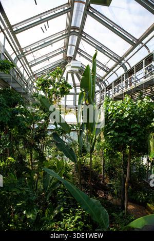 Giardino botanico di Berlino: Splendide serre con ricche collezioni di cactus, succulente e lussureggianti piante tropicali. Foto Stock
