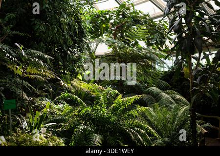 Giardino botanico di Berlino: Splendide serre con ricche collezioni di cactus, succulente e lussureggianti piante tropicali. Foto Stock