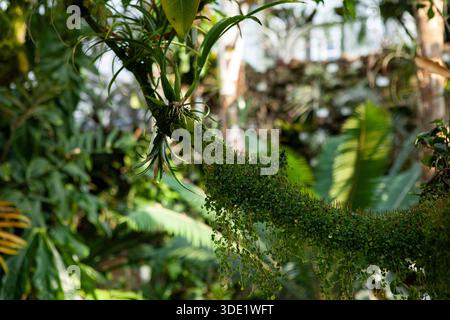 Giardino botanico di Berlino: Splendide serre con ricche collezioni di cactus, succulente e lussureggianti piante tropicali. Foto Stock