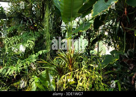 Giardino botanico di Berlino: Splendide serre con ricche collezioni di cactus, succulente e lussureggianti piante tropicali. Foto Stock